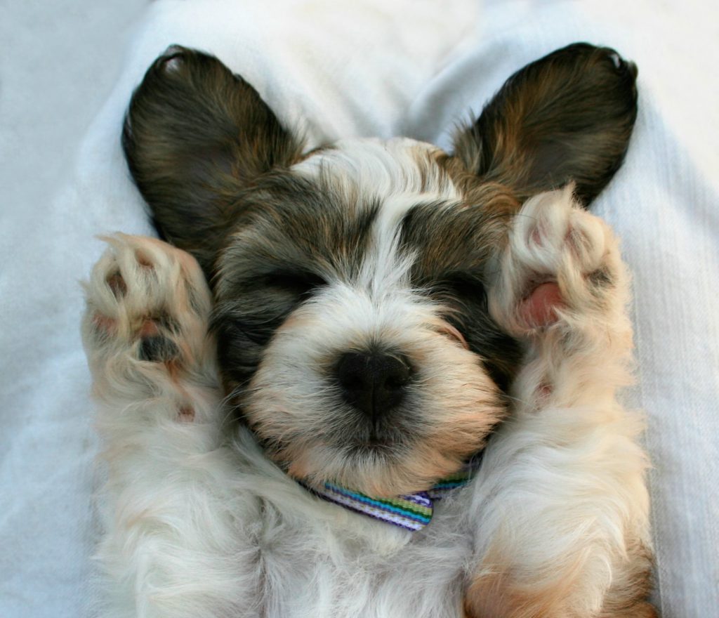 pet network puppy paws